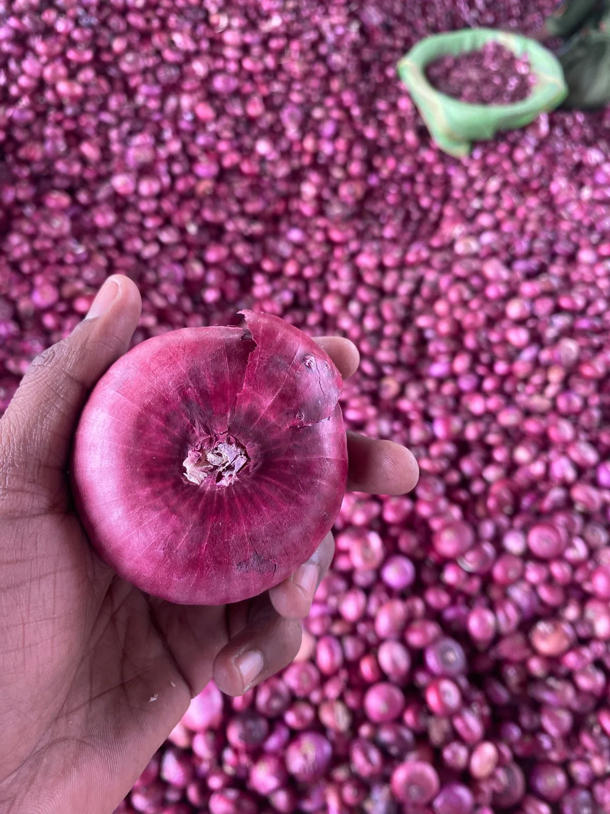 Fresh red onions from India