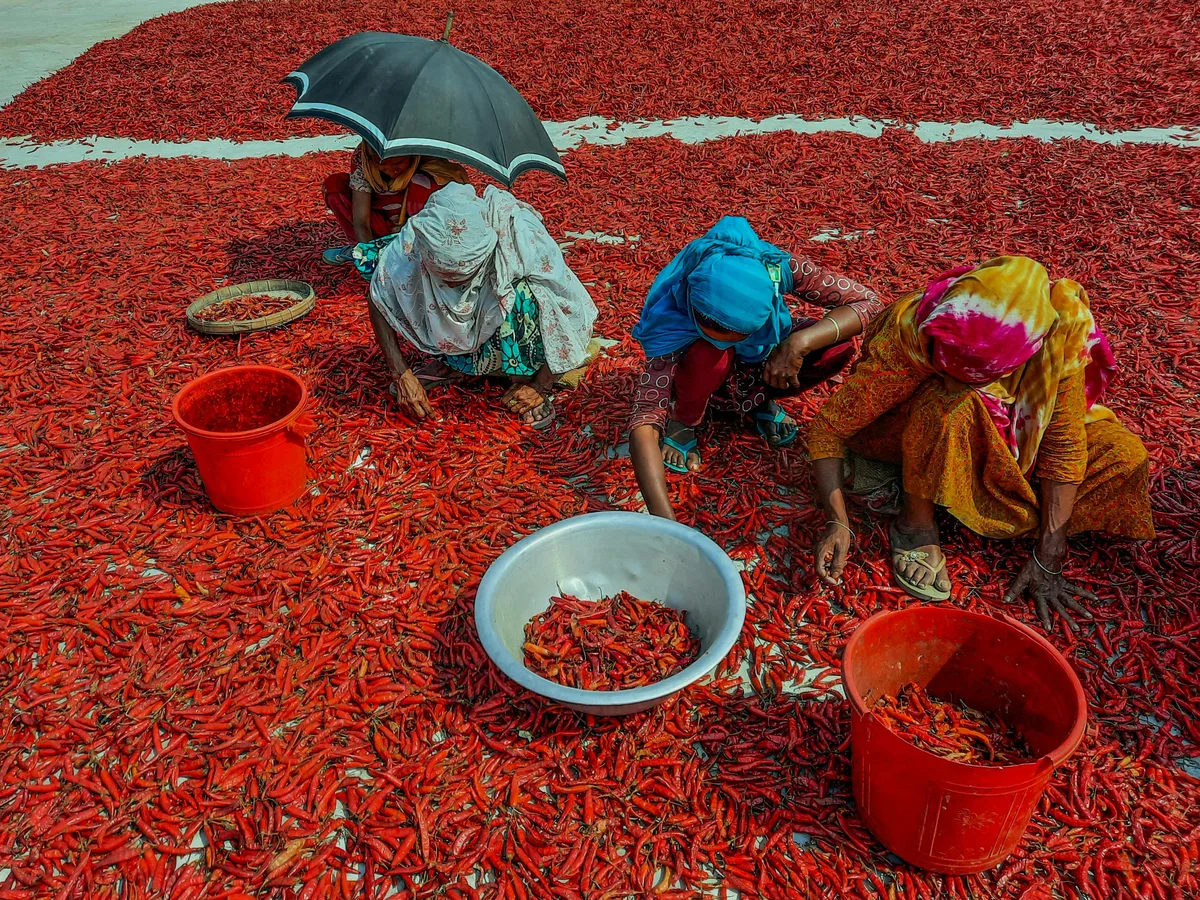 Fresh red chillies on the farm