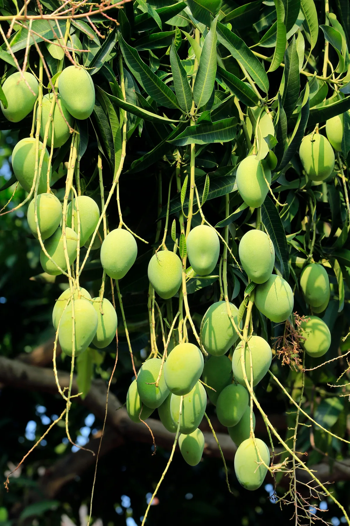Ripe mangoes hanging on the tree