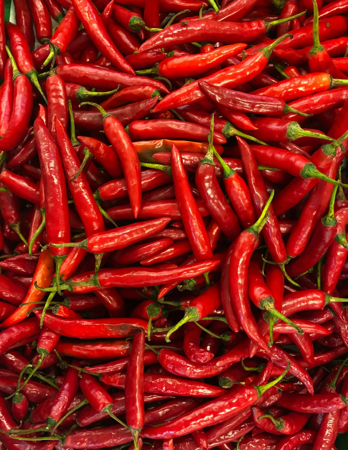 Finger red chillies