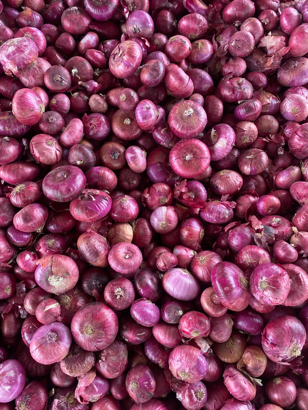 Fresh red onions
